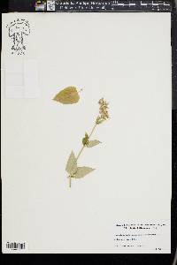 Agastache anethiodora image