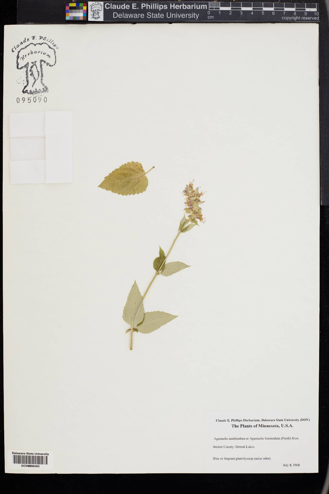 Agastache anethiodora image