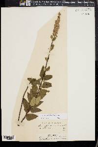 Agastache foeniculum image