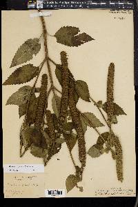 Agastache nepetoides image