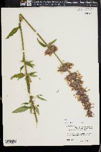 Agastache mexicana image