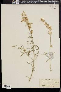 Agastache rupestris image