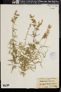 Agastache rupestris image