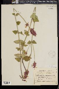 Agastache palmeri image
