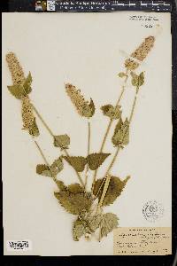 Agastache urticifolia image