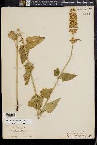 Agastache urticifolia image