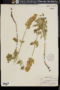 Agastache urticifolia image