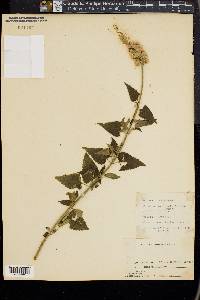 Agastache urticifolia image
