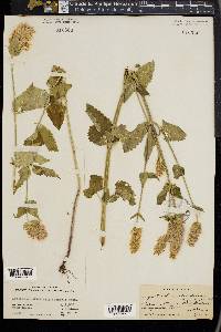 Agastache urticifolia image