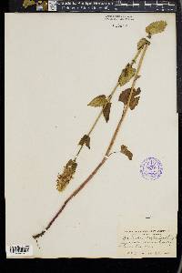 Agastache urticifolia image
