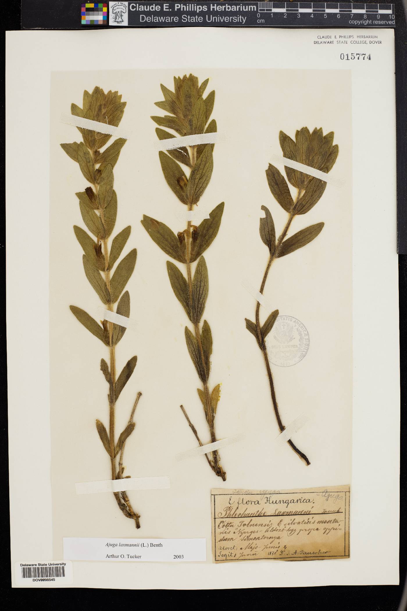 Ajuga laxmannii image
