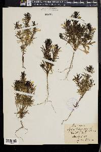 Ajuga laxmannii image