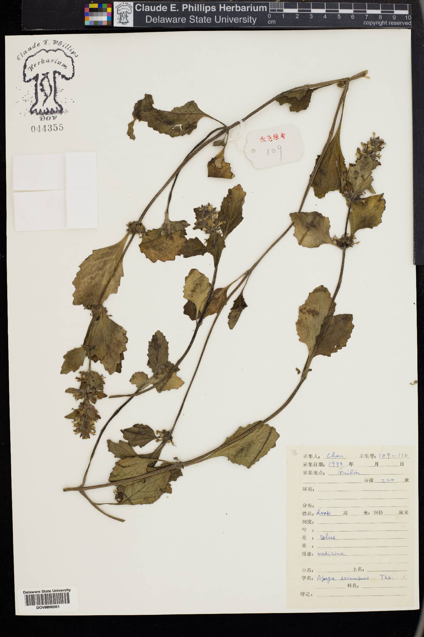 Ajuga decumbens image