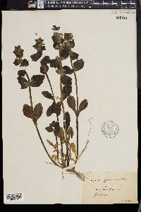 Ajuga genevensis image