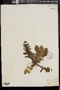 Ajuga pyramidalis image
