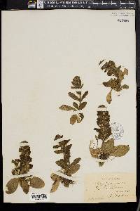 Ajuga pyramidalis image