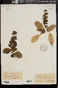 Ajuga pyramidalis image