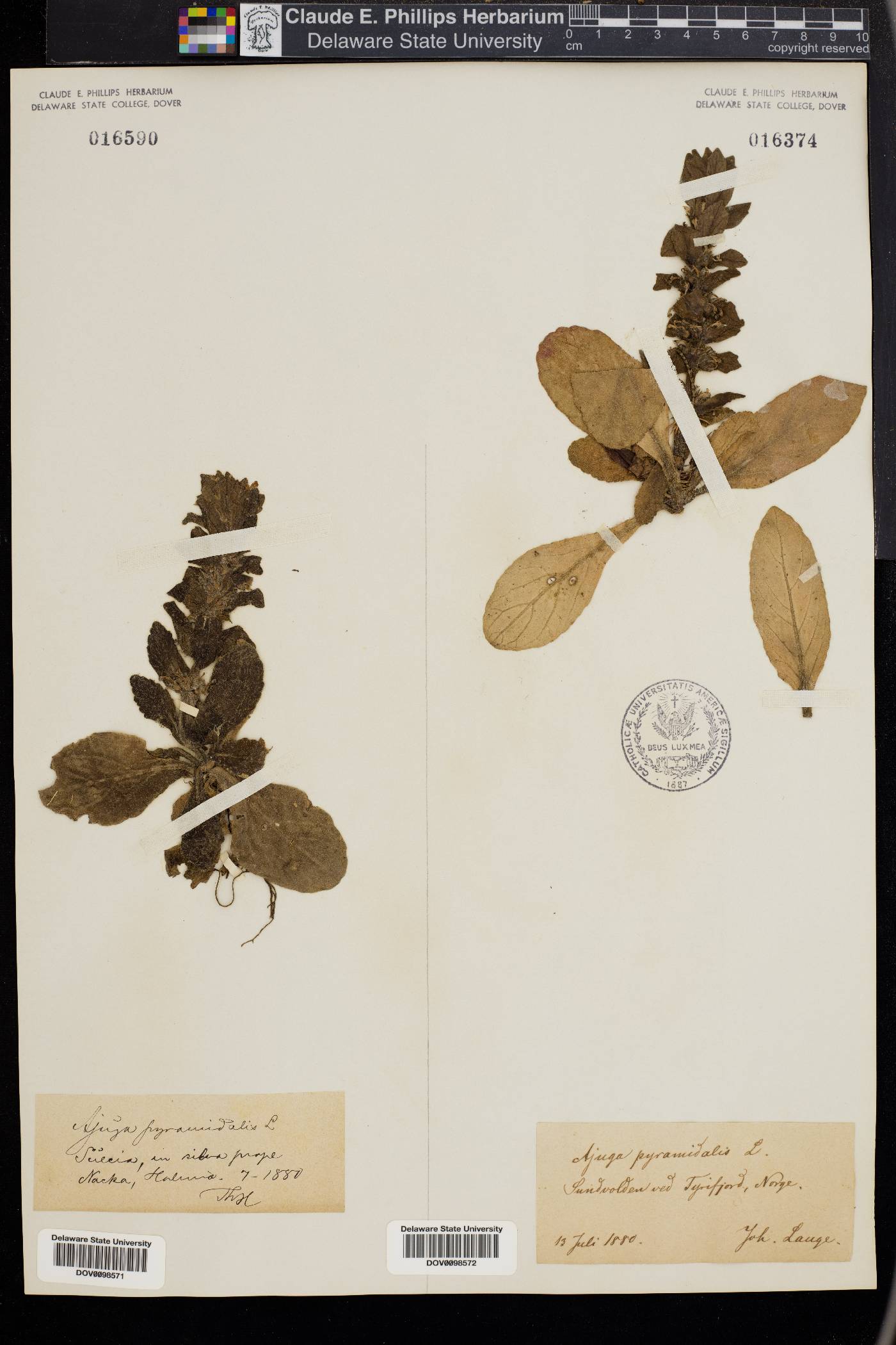 Ajuga pyramidalis image
