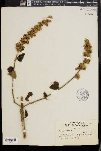 Anisomeles indica image
