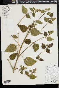 Anisomeles indica image