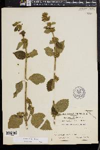 Anisomeles indica image