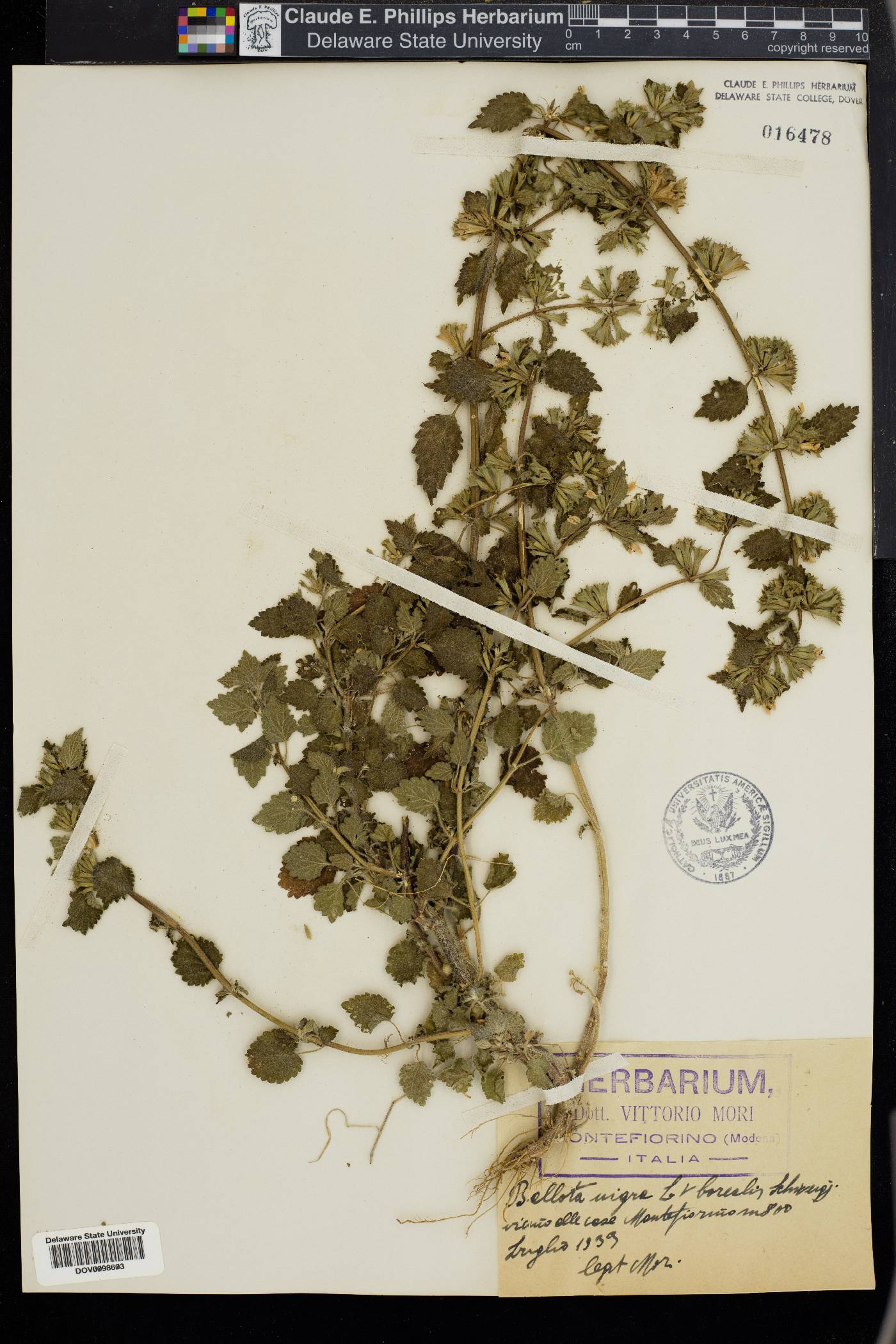 Ballota nigra image