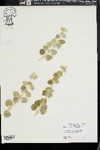 Ballota pseudodictamnus image