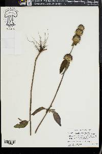 Blephilia ciliata image