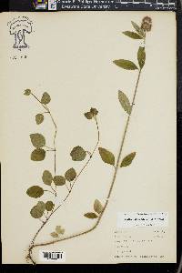 Blephilia ciliata image