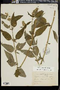 Blephilia hirsuta image