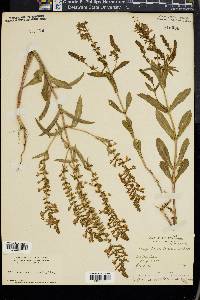 Brazoria scutellarioides image