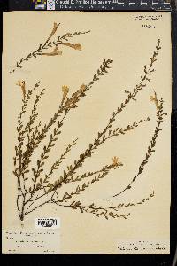 Calamintha coccinea image