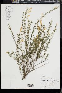 Calamintha coccinea image