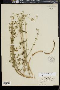 Calamintha nepeta image