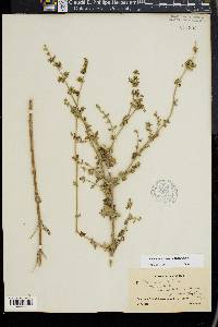 Calamintha nepeta image