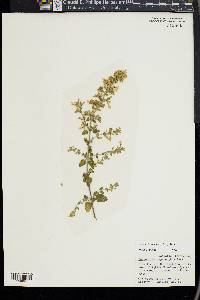 Calamintha nepeta image