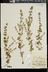 Calamintha nepeta image