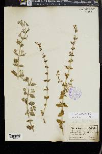 Calamintha nepeta image