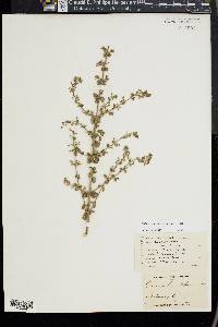 Calamintha nepeta image