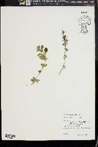 Calamintha nepeta image