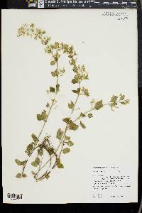 Calamintha nepeta image