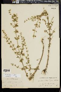 Calamintha nepeta image