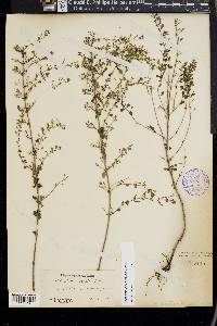 Calamintha nepeta image