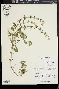 Calamintha nepeta image