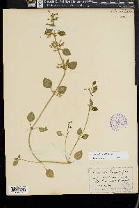 Calamintha menthifolia image