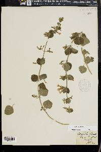 Calamintha menthifolia image