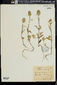 Cleonia lusitanica image