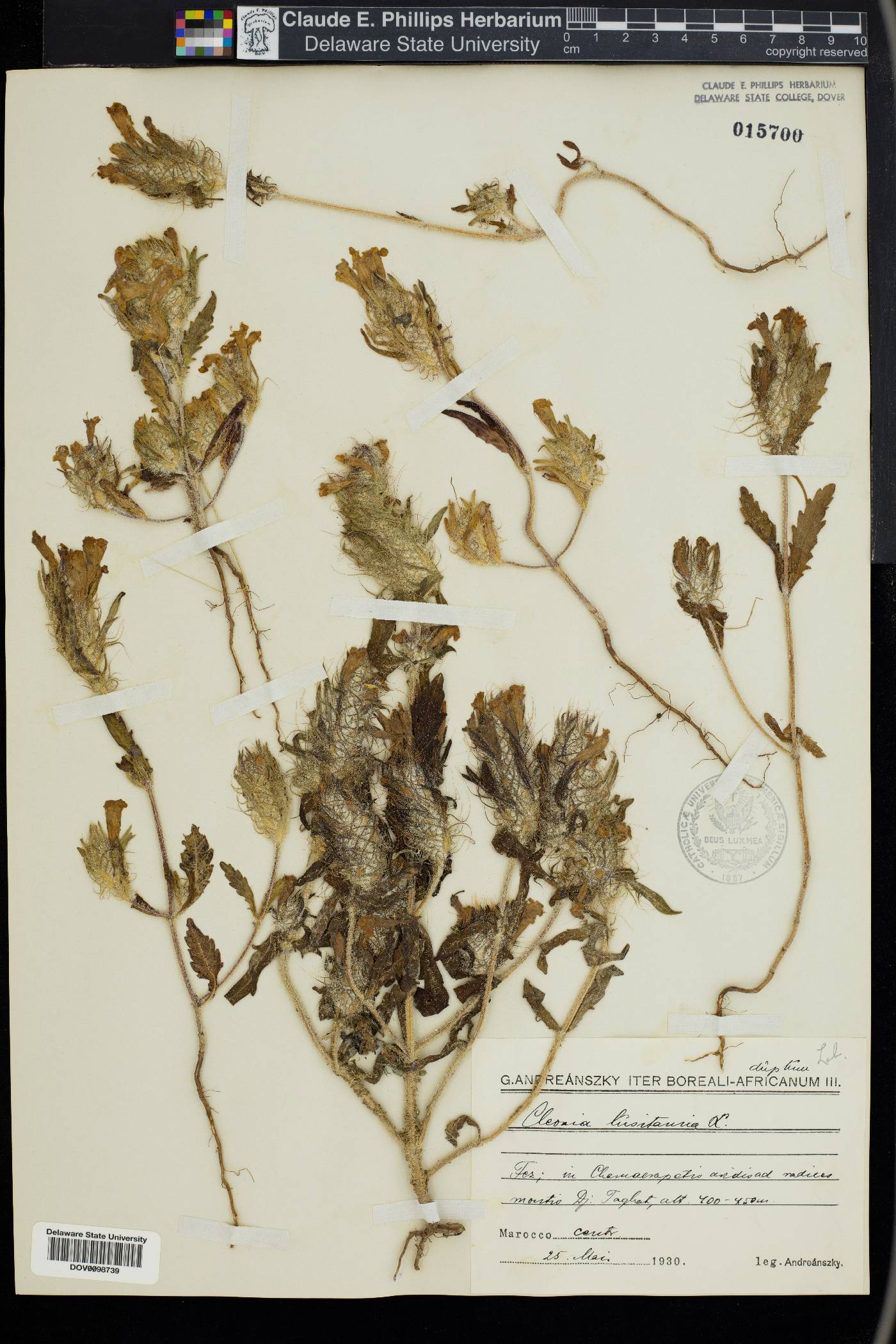 Cleonia lusitanica image