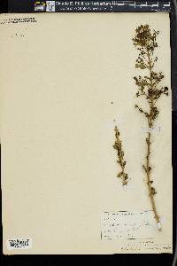 Clerodendrum aculeatum image