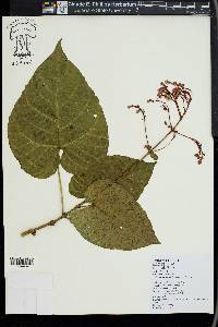 Clerodendrum paniculatum image